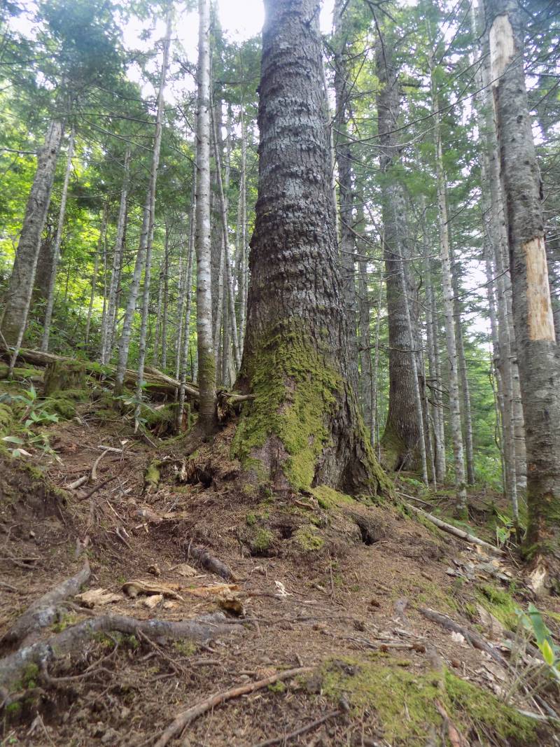 Курилы. Взгляд со стороны Курилы. Взгляд со стороны россия