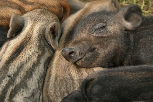 27 (3) (595x396, 132Kb)