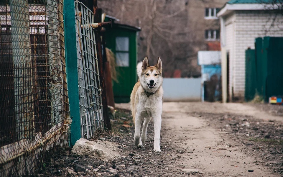 В Рязанском районе анонсировали отлов бездомных собак