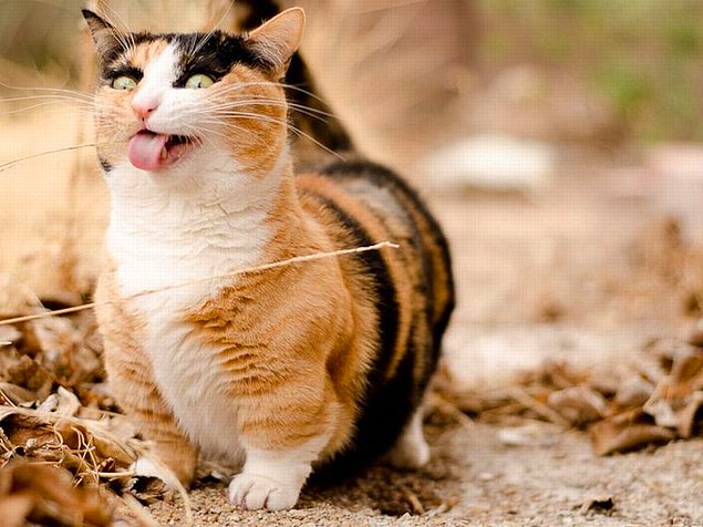 НЕфотогеничные кошки... Да, да, и такие бывают!