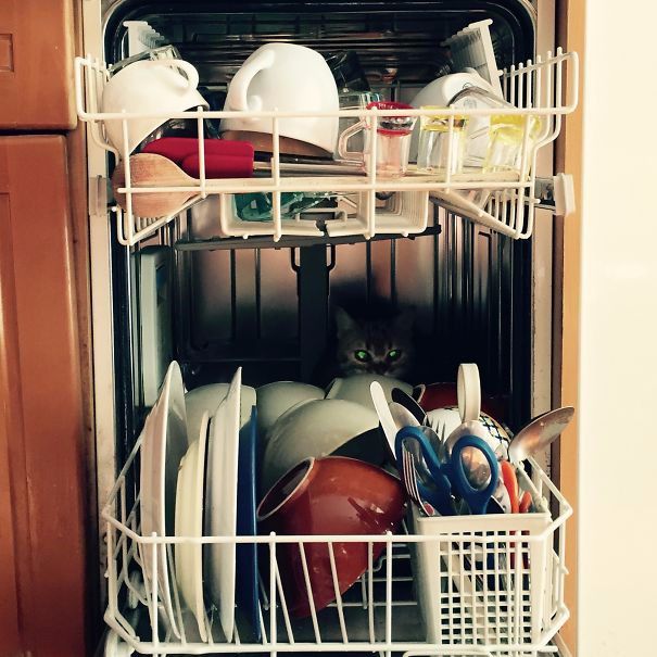 20 кошек, которые очевидно хотят вам навредить 