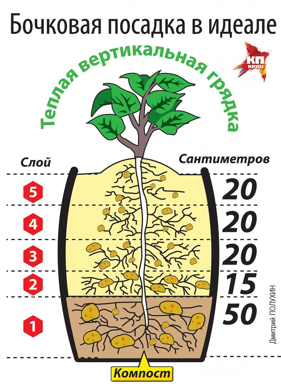 Как растет картофель в земле схема