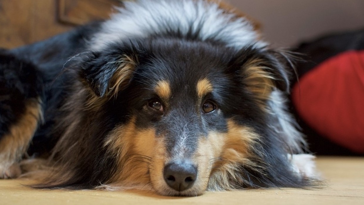 Кинолог составил топ-5 уловок заводчиков при продаже щенков Общество