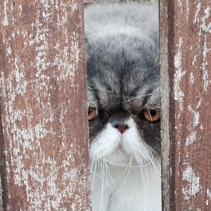 20 кошек, которые очевидно хотят вам навредить 