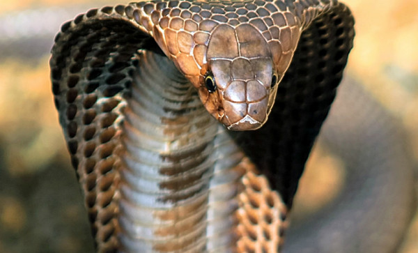 Королевская кобра приползла в индийскую деревню, схватила тапок и поползла в лес