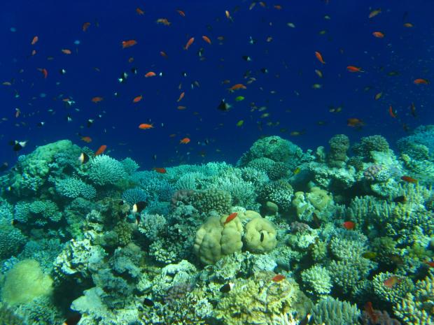 Опасная болезнь угрожает исчезновением кораллов в Карибском бассейне кораллов, более, сказала, которая, Карибском, власти, который, болезни, которые, кораллы, ситуация, вымирания, потеряем, грани, километров, согласно, большую, может, SCTLD, болезнью