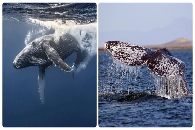 Среди самых впечатляющих мигрирующих животных - серый кит. Чья ежегодная миграция является самой продолжительной из всех млекопитающих.