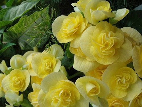 Уход и выращивание бегонии в домашних условиях Уход и выращивание бегонии в домашних условиях комнатные растения,полезные советы