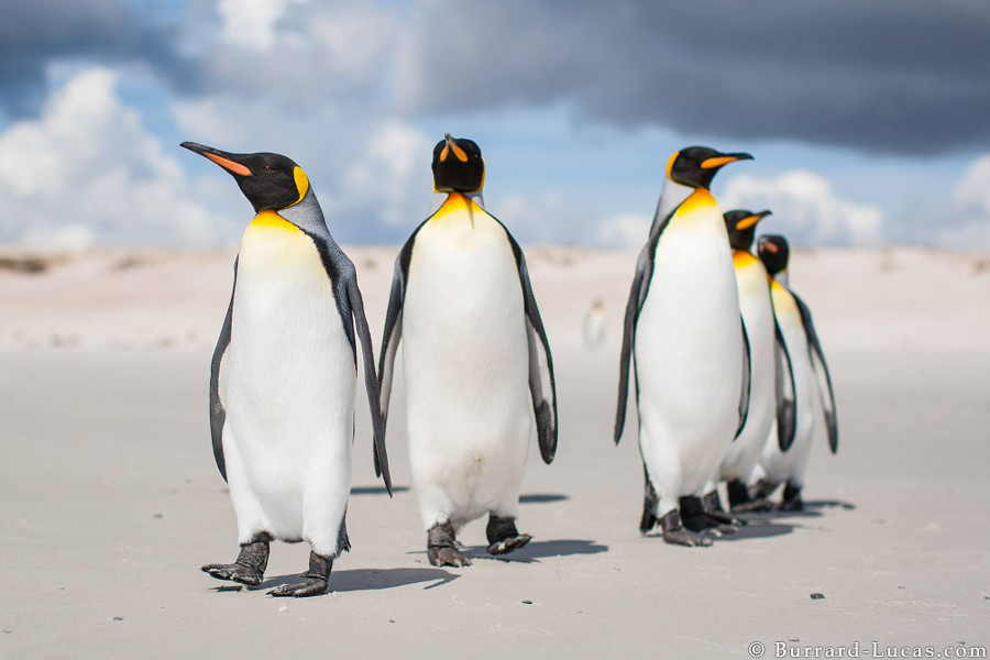 Король пингвинов животные, природа, фото, фотограф