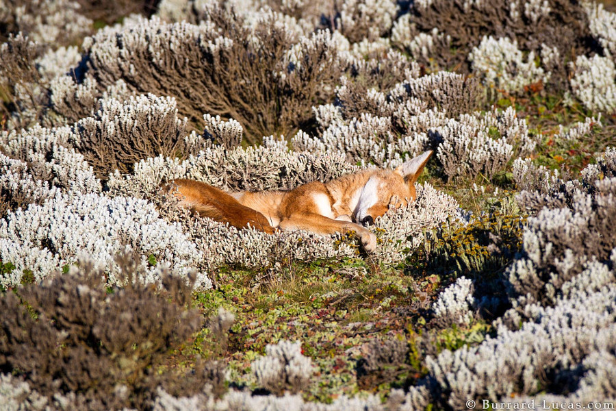 Спящий эфиопский волк животные, природа, фото, фотограф