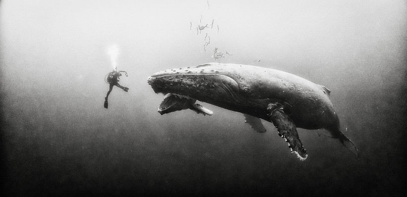 Великолепные черно-белые снимки подводной жизни, от которых захватывает дух
