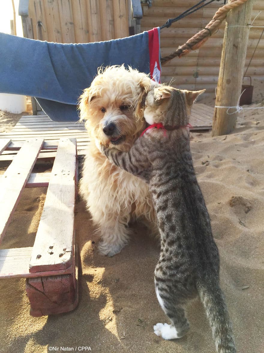 полосатый кот обнимает собаку