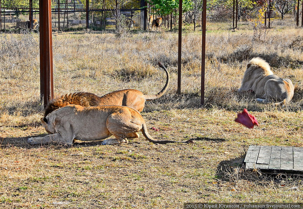 Сафари-парк Тайган в Крыму