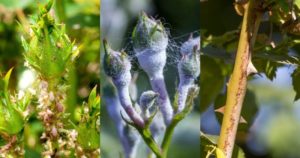 Вот как бороться с тлей, чтобы не навредить цветам: хитрости опытных садоводов Вот как бороться с тлей, чтобы не навредить цветам: хитрости опытных садоводов