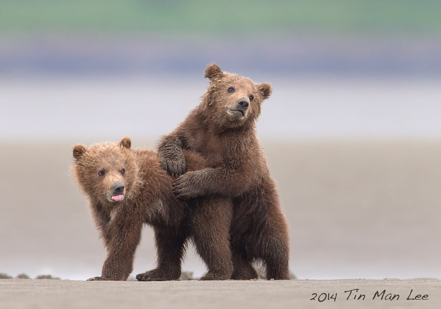 Медвежата животные, природа, фото, фотограф