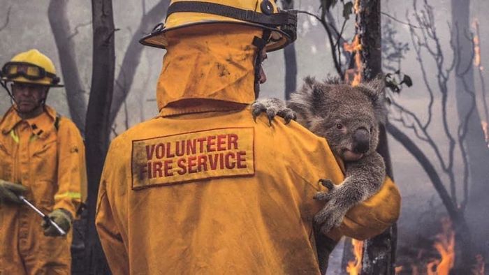 У — Уважение: 29 фото о том, как в Австралии спасают животных коалу, животных, Спасение, Кенгуру, спасает, более, спасла, Пожарные, Волонтёры, водой19, Пожарный, пожара18, специальные, Женщина, домой17, забрав, зоопарка, Смотритель, спасли, группу