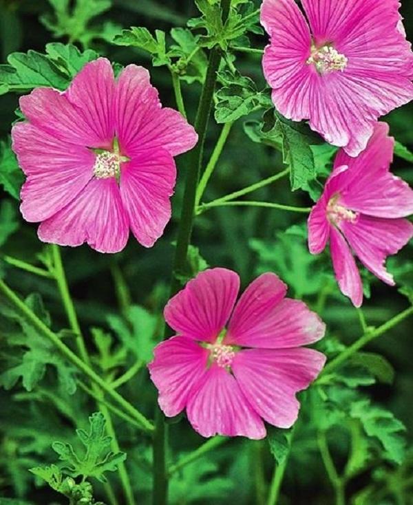 Просвирник мускусный (Malva moschata)