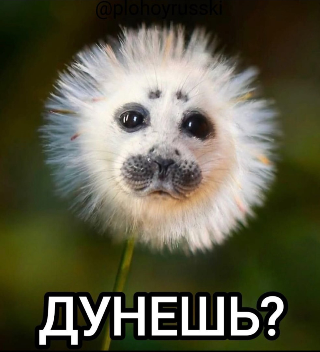 Анекдоты недели и смысл жизни 