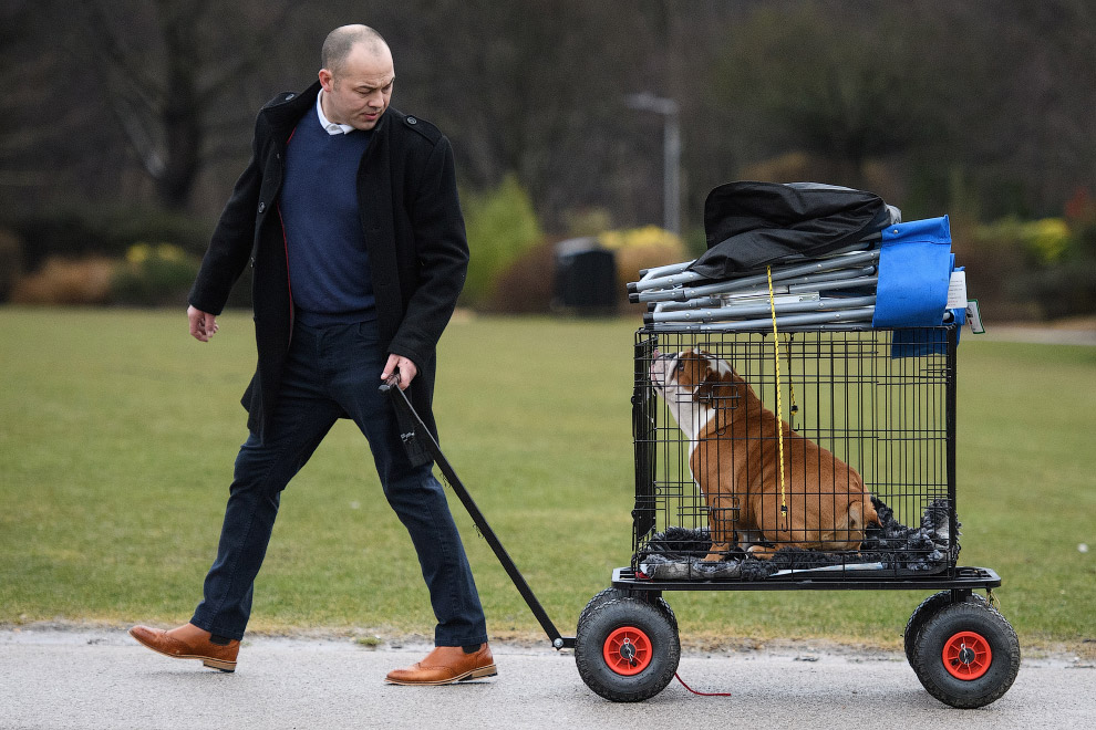 Crufts Dog Show 2018: как прошла крупнейшая в Европе выставка собак