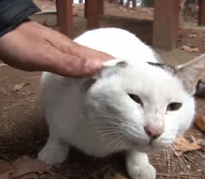 Бездомный кот ждал своего хозяина в лесу и толстел по неизвестным причинам