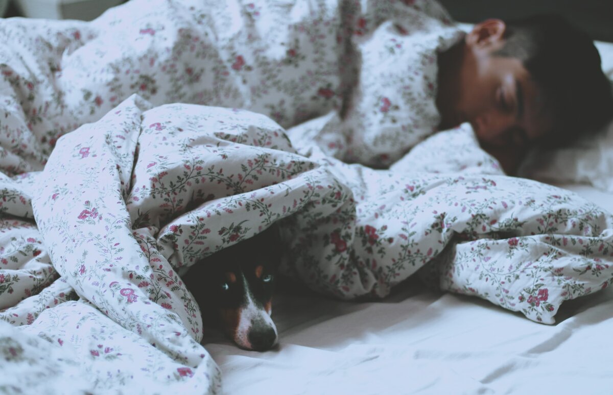 Пускать пса в постель полезно для здоровья, считают ученые домашние животные,наши любимцы