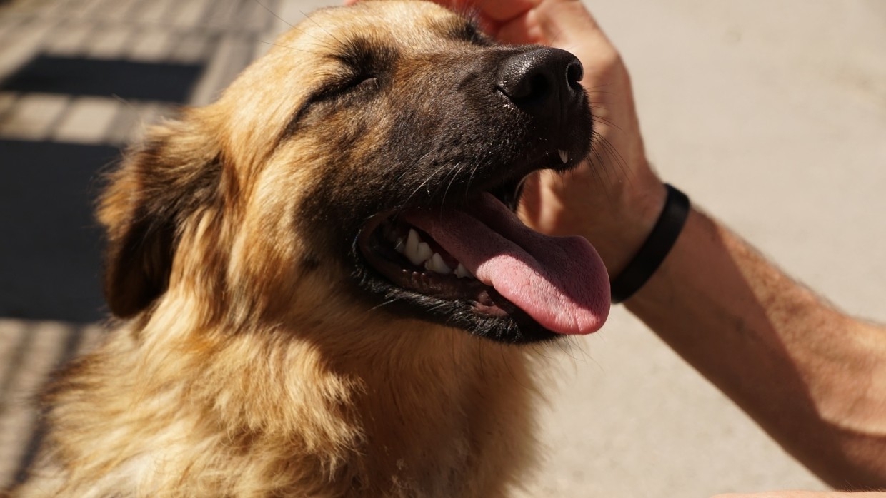 Кинолог составил топ-5 уловок заводчиков при продаже щенков Общество