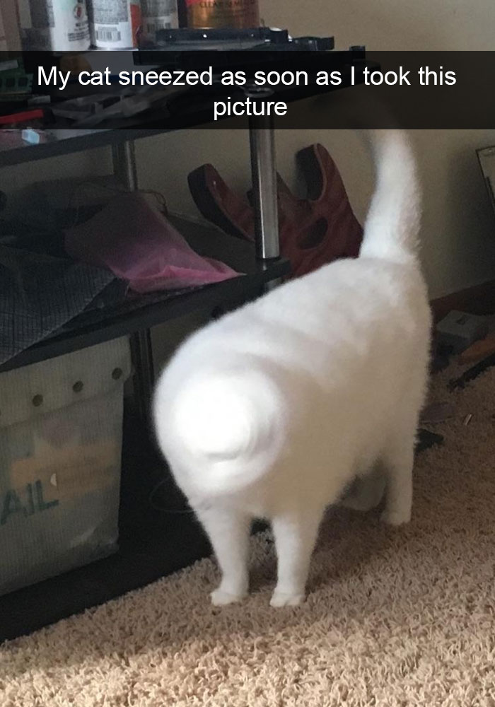 Hilarious-cat-snapchats