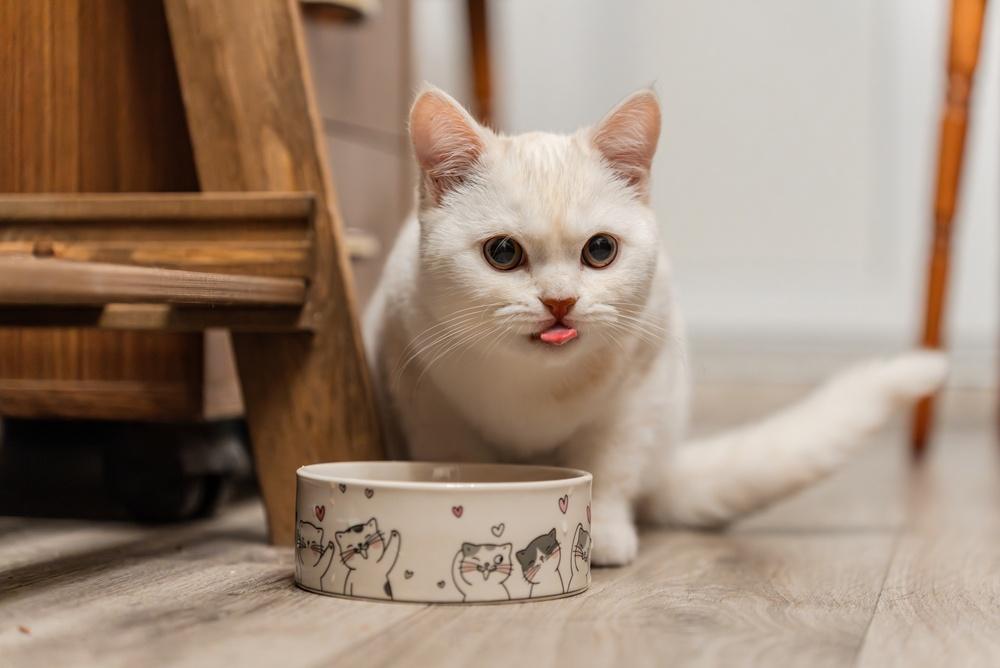 Как подружить кошку и собаку: пошаговый гид для владельцев чтобы, кошки, питомца, животных, собаки, может, питомцев, кошка, только, важно, стоит, возможность, животные, собака, животного, должен, живет, должны, могут, время