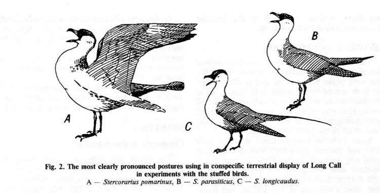 Рис. 2. Наиболее чётко проявляемые позы, используемые при внутривидовых демонстрациях «долгого крика» в экспериментах с чучелом. А – Stercorarius pomarinus, B – S.parasiticus, C – S.longicaudus