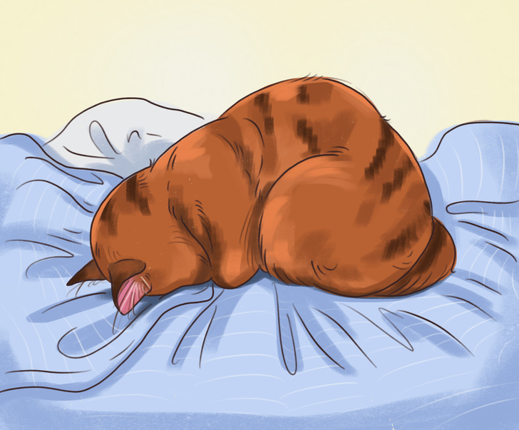 Что спящая поза может рассказать о вашей кошке?