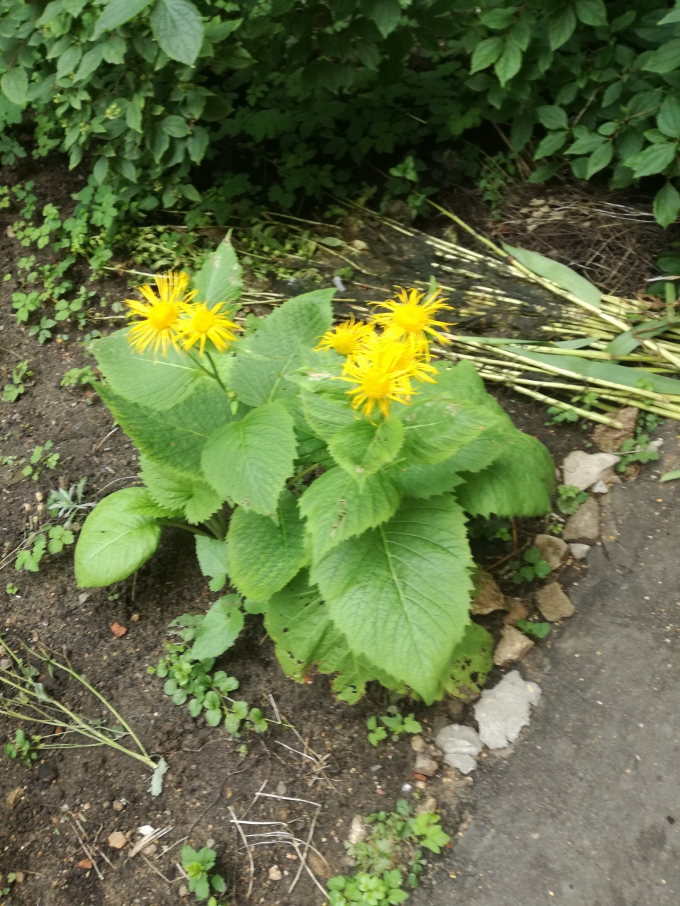 Мой сад за июль