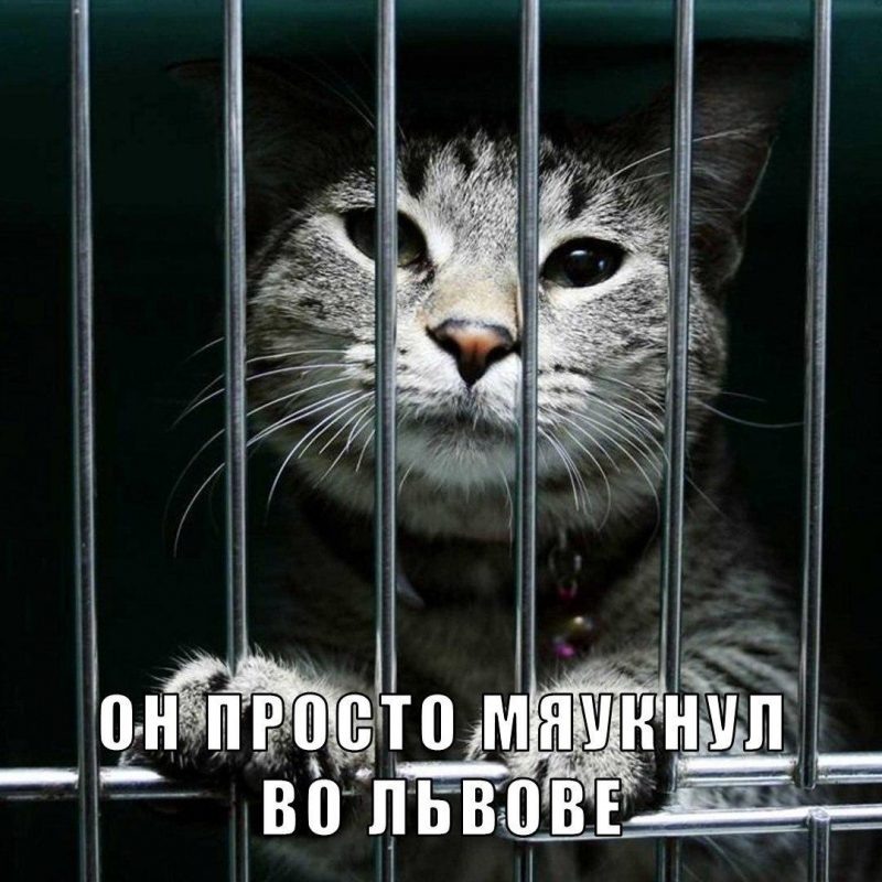    В соцсетях оценили размышления бандеровских "журналистов".