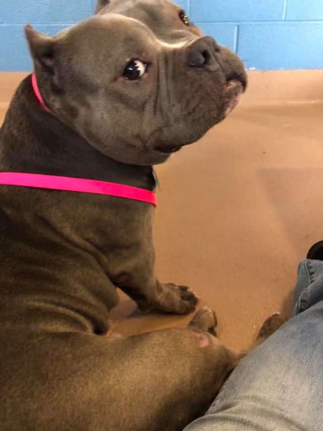 грустная собака