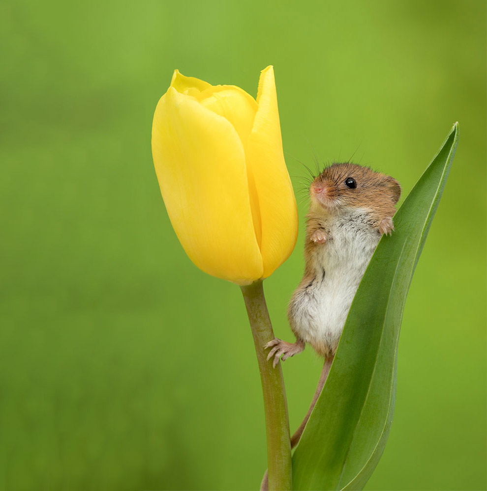 Необычные кадры: мыши в тюльпанах