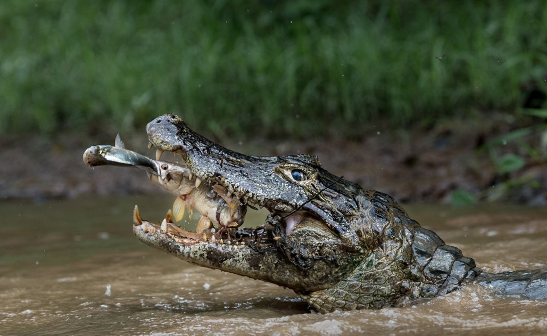 Double trapping
Автор: Массимилиано Бенчевинни
Сцена была снята на крупнейшем в мире болоте, Бразильском Пантанале.