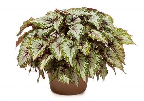 Уход и выращивание бегонии в домашних условиях Уход и выращивание бегонии в домашних условиях комнатные растения,полезные советы