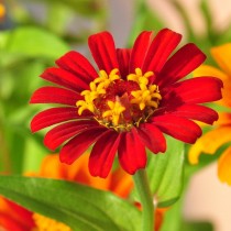 Цинния узколистная (Zinnia angustifolia), сорт «Сомбреро» (Sombrero)