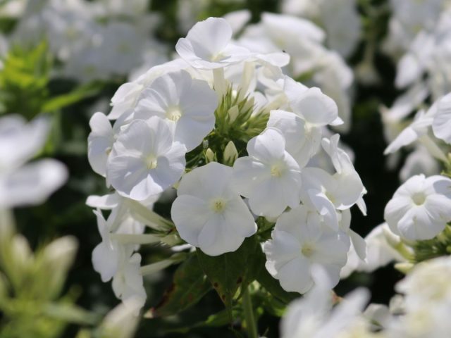 Ранние сорта флокса метельчатого «Юник Вайт» (Phlox paniculata ‘Younique White’)