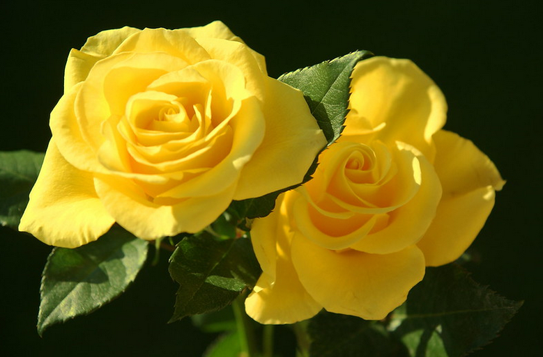 20 интересных и забавных фактов о розах интересные факты,садоводство,цветоводство