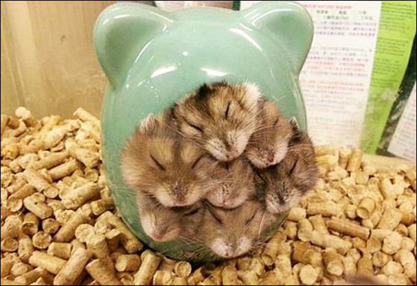 Спим в неожиданных местах и позах