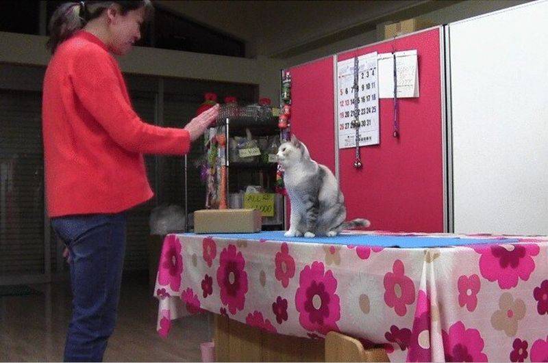 Эксперимент показал, что кошки могут повторять действия человека