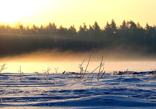 Зимний туман в Подушкинском лесу