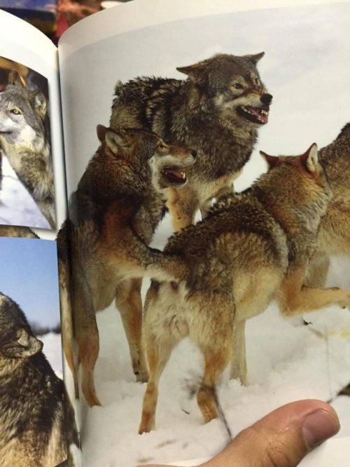 24 прикольные фотографии, на которые придётся взглянуть дважды 24 прикольные фотографии, на которые придётся взглянуть дважды