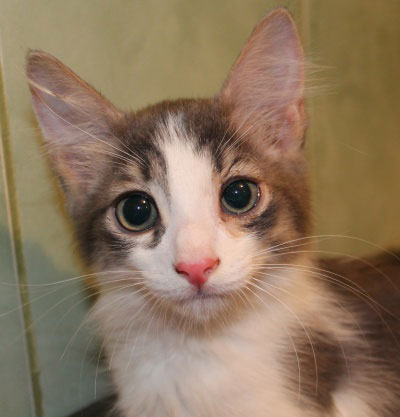 Разговорчивая кошка не для слабонервных