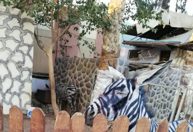 В египетском зоопарке жара превратила зебр в ослов