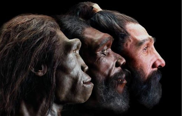Видео: эволюция человеческого лица за последние 6 миллионов лет Черты, круть, лицо, миллионы лет эволюции, таймлапс-видео, человекообезьяна, человекообразная, эволюция