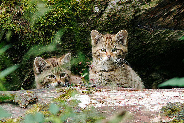 Cамые кошачьи места на планете животные, коты