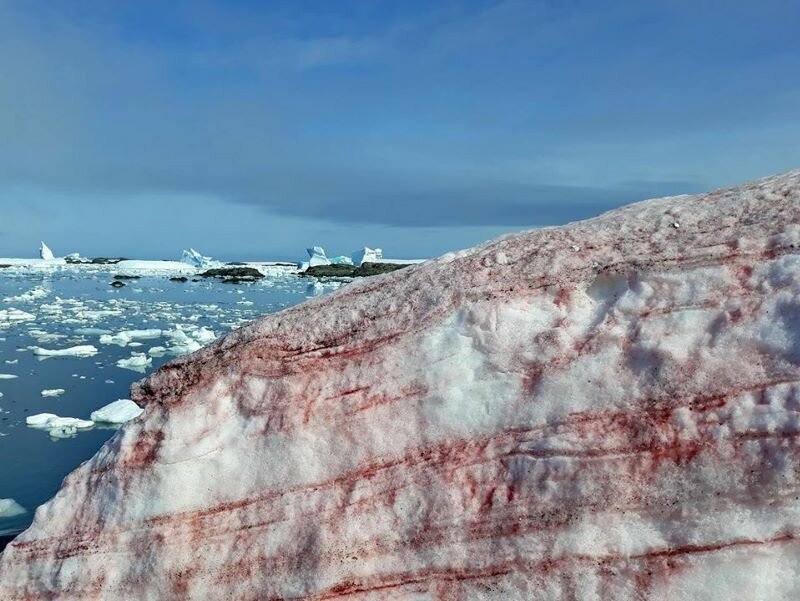 Зловещий знак потепления в Антарктиде