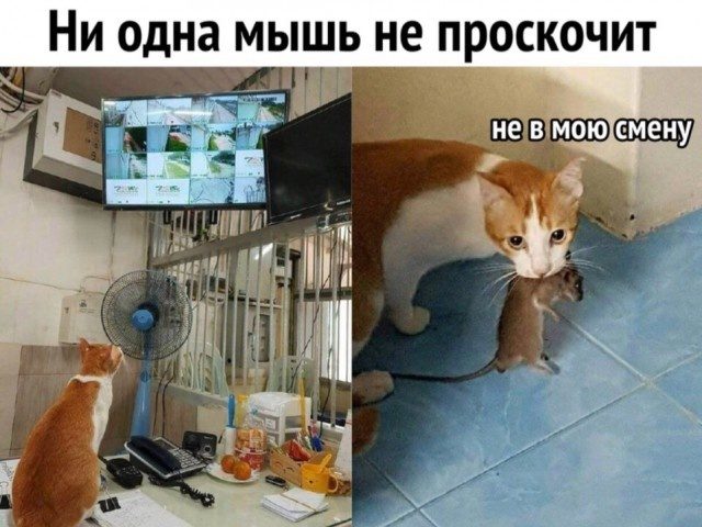 Нестандартный юмор из сетей 
