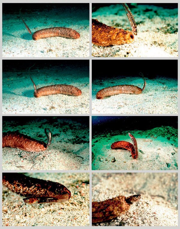 Фото как злобный хищный морской огурец пожирает маленькую беспомощную рыбку? биология, интересно, наука, факты